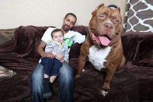 Monster pit bull jmenoval hulk Monster pit bull jmenoval hulk
